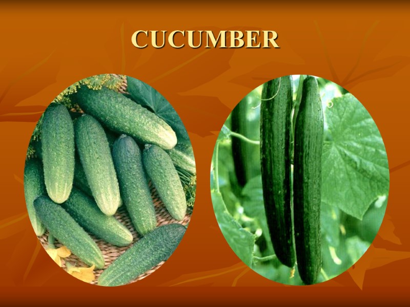 CUCUMBER